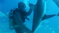 海洋里的乖宝宝？潜水员海底成功催眠鲨鱼