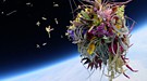 突破地球引力的自拍 27000米高空中绽放的花朵