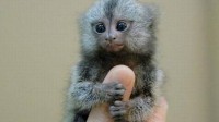 怪兽来了 全球最小的猴子你见过吗