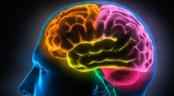 研究表明：“18+”文学似毒瘾 会导致大脑萎缩