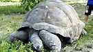 贝爷表示一只就够吃 世界上最大的各种生物