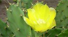 接触需小心鲜花也会伤人 23种常见带毒花类
