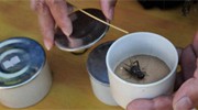 蟋蟀核桃也算投资？老外无法理解的消费方式