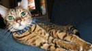 身价是大熊猫20倍！世界最昂贵的动物大盘点