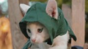 《刺客猫咪：大革命》超萌短片 喵星人显神威