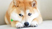人类会被一只狗毁灭！神烦Doge如何称霸世界