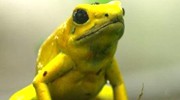 平凡外表下一颗剧毒的心 自然界十大杀手动物
