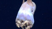仿佛来自科幻世界 那些充满神秘感的海洋生物