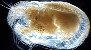 比自身“小蝌蚪”还要小 史前古生物的十大怪异特征