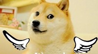 你牛啥？你咋不上天呢？营养满满的动图