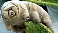 真的是地球生物？已知最神奇的15种深海生物