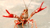 真的有长生不老？十大号称“老不死”的生物