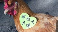 粉丝养鸡场助威《绝地求生》中国队 活鸡身上贴加油