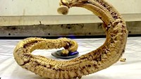 法老之蛇和大象牙膏 30张神奇的科学现象动态图