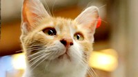 还有一部“猫片”上榜 《时代》评2017年度十大佳片