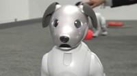 11500元的索尼机器狗现场演示 卖萌、撒娇堪比真狗