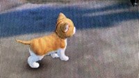 《逆水寒》神侯府猫宠攻略笔记