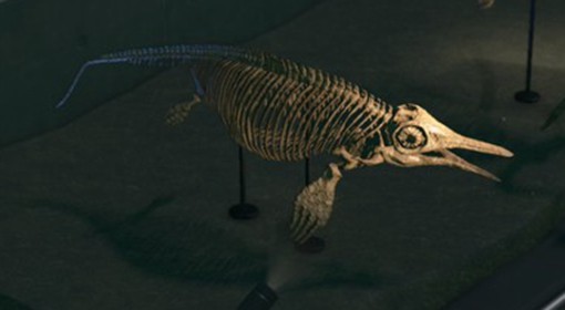 《动物森友会》化石原型与相关资料介绍