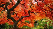 《权力游戏》现世剪影 世界最美丽壮观的树海