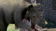《孤岛惊魂4》教您如何驾驭亚洲象！18禁血腥