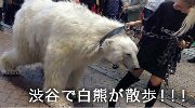 太彪悍了！战斗民族美女东京涉谷街头遛白熊