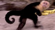 猴子偷蕉尽显机智 解乏动态图让你精神无比