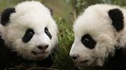 熊猫宝宝病了？原来是在基地里挨了顿揍