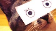 日本玩坏猫咪 独特二次元眼罩打造奇特喵星人