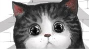 猫咪说喵呜哒呜喵喵 12月9日午间轻松一刻