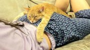 屌丝活的还不如喵星人 猫工按奶幸福动态图