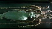 格陵兰岛“海妖”之谜被揭开：巨型乌贼作怪