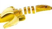 见过香蕉蛇？脑洞全开都想不到的混合动物图赏