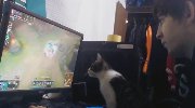 主人玩LOL太坑X 喵星人都看不下去了