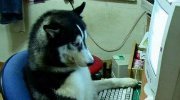 你才是坑货你们全家都坑 LOL输掉游戏后的借口