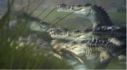 《最终幻想15》野性预告 洗剪吹大战动物世界