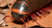 吸血寄生危害巨大 15种恐怖的巨型昆虫