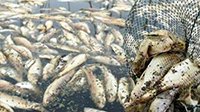 省级保护区安徽沱湖变酱油湖 渔民损失1.9亿