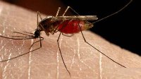 蚊子虽小但胜在量多 全球最毒的15大动物排行