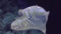 新物种！美深海潜水器4829米深发现奇特怪异生物