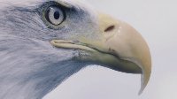 《刺客信条：枭雄》最新宣传片 用鹰眼一览伦敦
