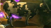 《暗黑3》隐藏奶牛关开启：与复活的卡奈一同屠牛