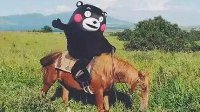 轻松一刻：国足都要出线了，还有借口不努力？