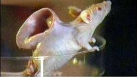 5种实验室里的奇怪生物 揭秘史上最恐怖的生物实验