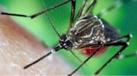蚊子也喜欢性激素 发生在身边的24个惊人事实