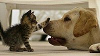 猫狗大战你支持哪边？喵星人与汪星人的10大差异