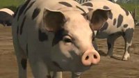 养猪也有错？《模拟农场17》引发动物保护组织不满