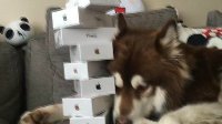 王思聪为爱犬买8台iPhone7 网友感慨“人不如狗”