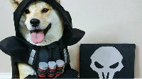 萌犬COS《守望先锋》死神 大招“汪！汪！汪！”