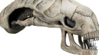 《异形》系列推出1:1头骨模型 完美还原恐怖造型
