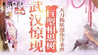 武汉惊现巨型相思树 天刀狐妖邀你许来世